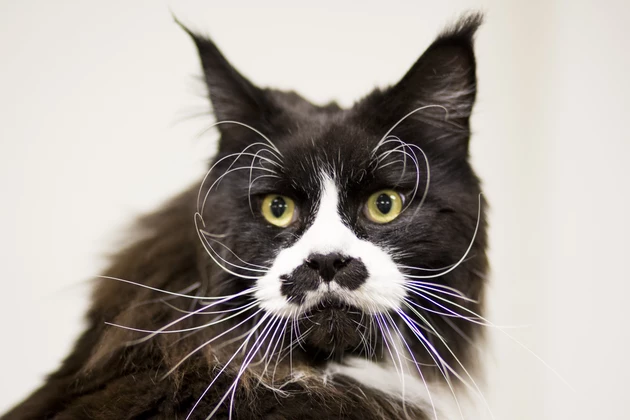 The Feline World Gathers For The Supreme Cat Show 2015