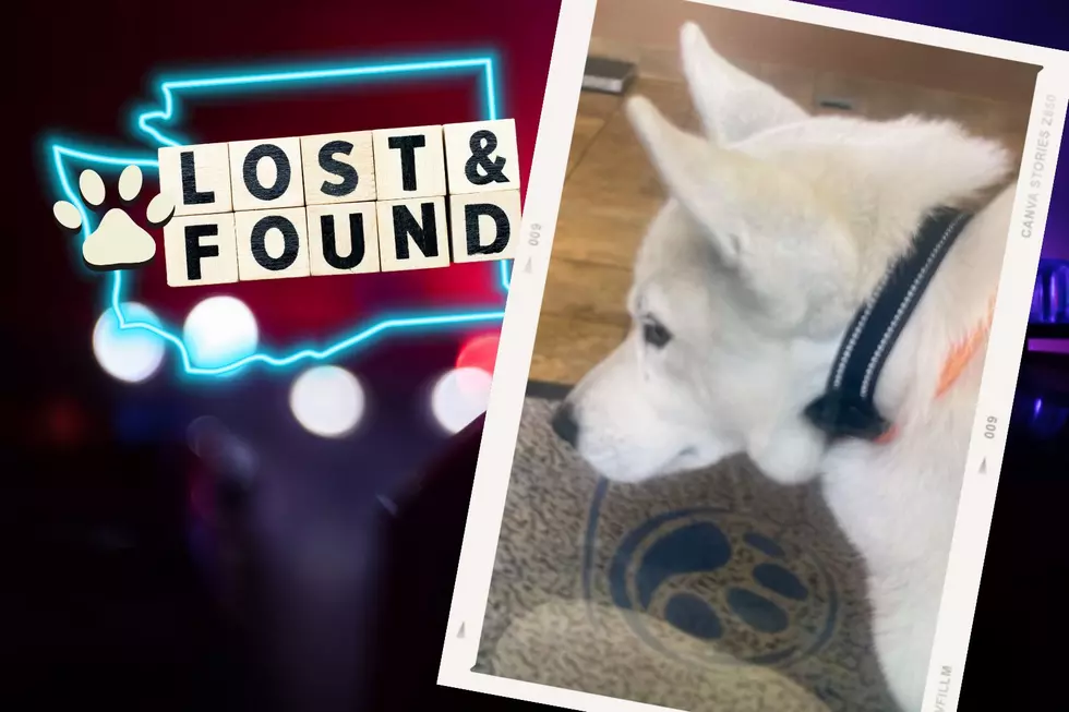 Washington State Patrol Finds White Husky on I-5 & Seeks Owner